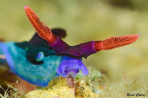Tiny colourful encounter by Raoul Caprez 